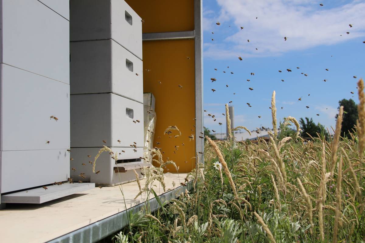 Ein Bienenvolk schwärmt aus in Haren