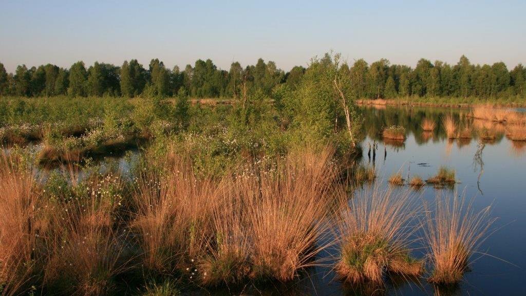 Das Naturschutzgebiet Hahnenmoor diente den umliegenden Gemeinden früher zur Gewinnung von Torf als Heizmaterial.